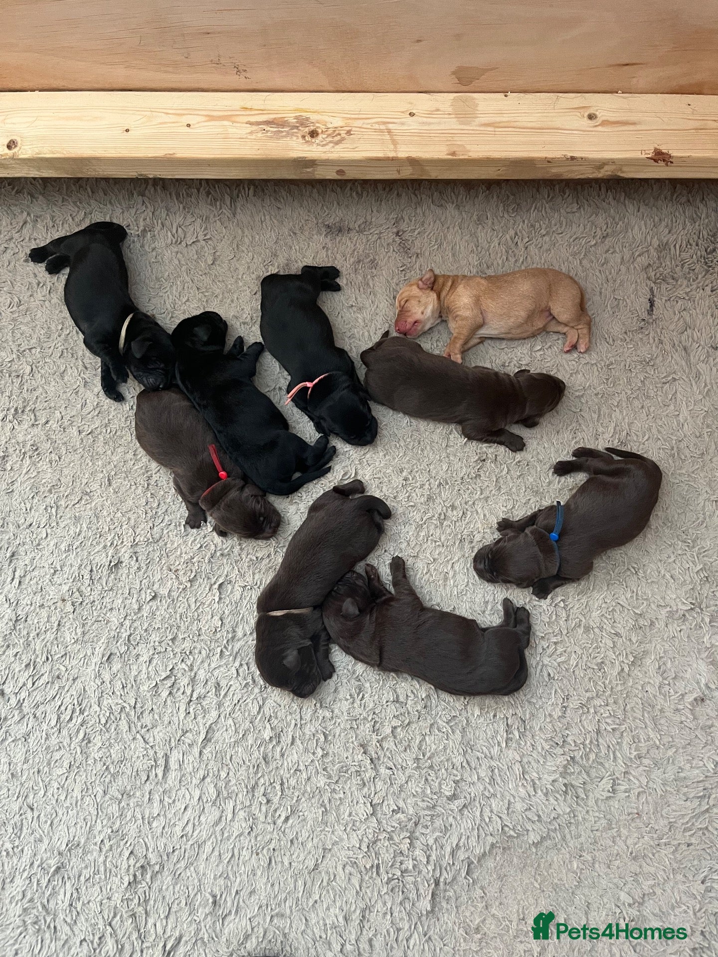 Labrador Retriever dogs Beautiful Labrador Retriever Puppies.  - Advert 2