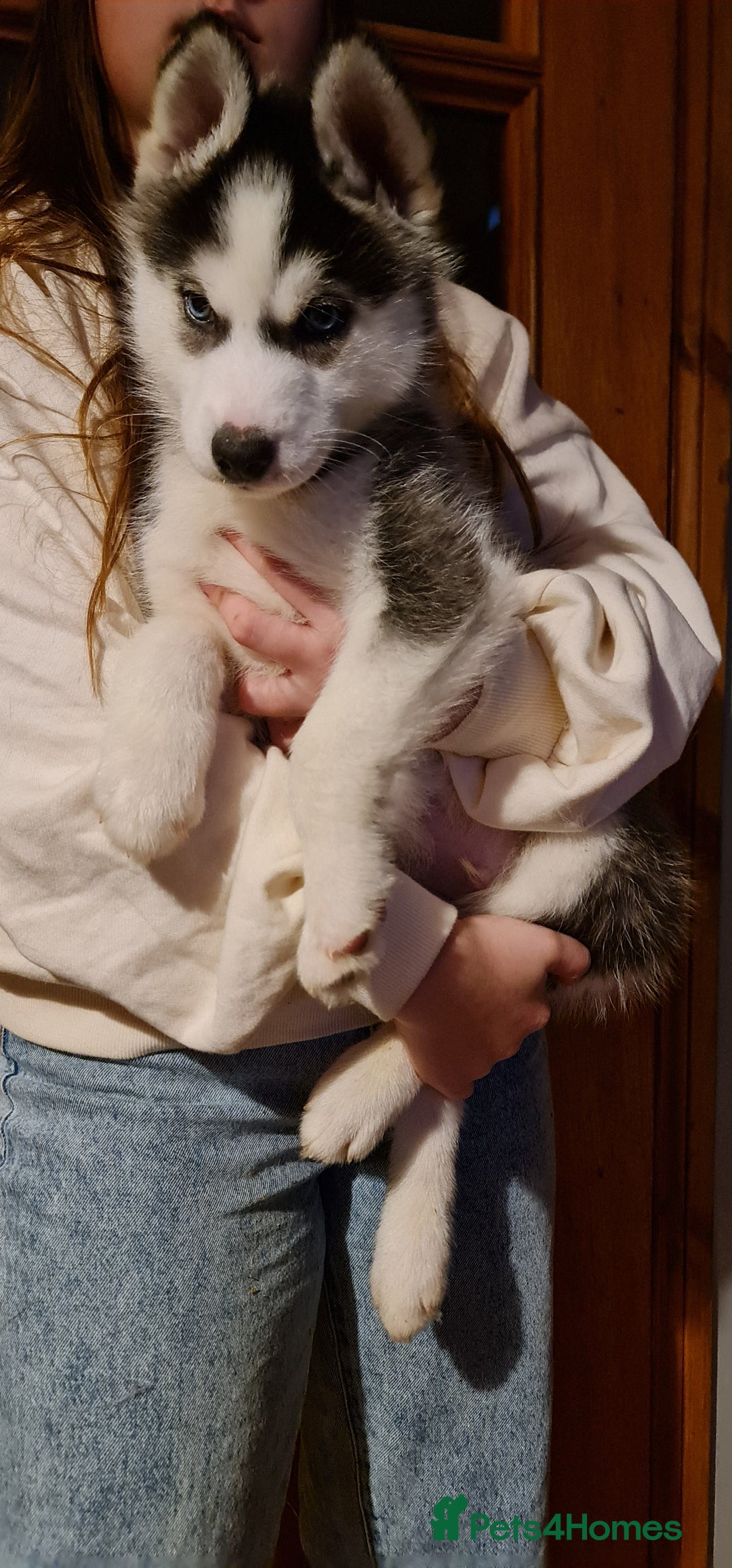 Siberian Husky dogs for sale: Ready now Siberian husky puppies  - Advert 1