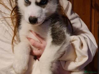 Siberian Husky dogs Ready now Siberian husky puppies - Advert 1
