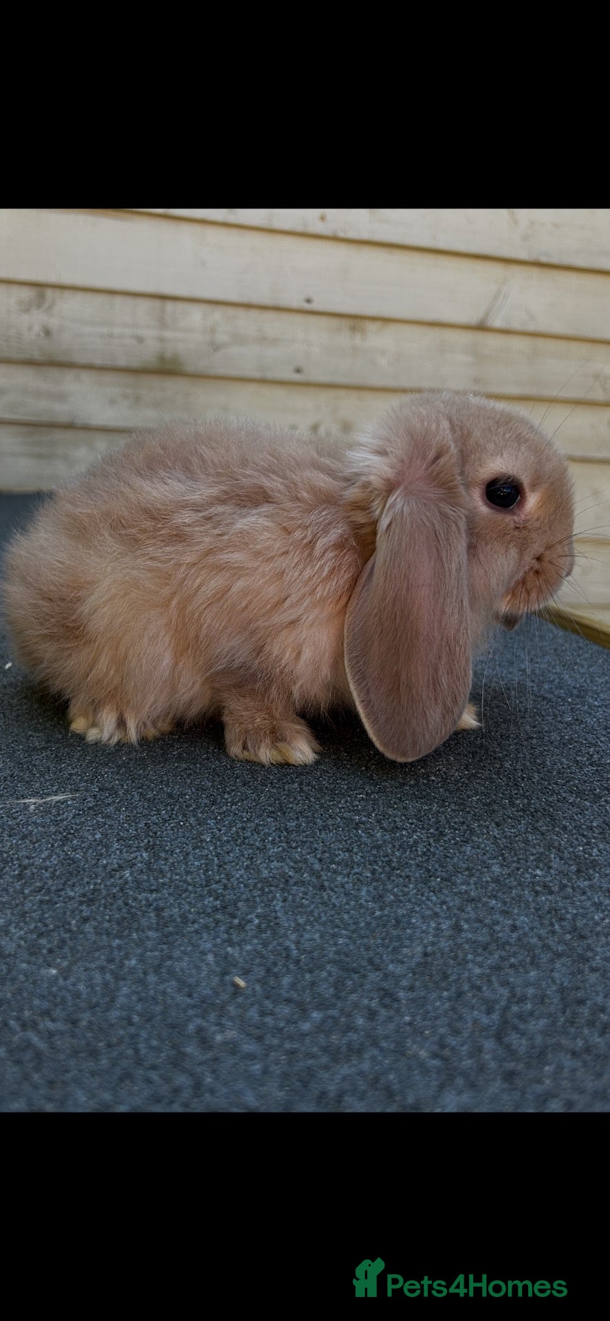 French Lop rabbits ONE BABY LEFT - Pure Bred French Lop Babies.  - Advert 2