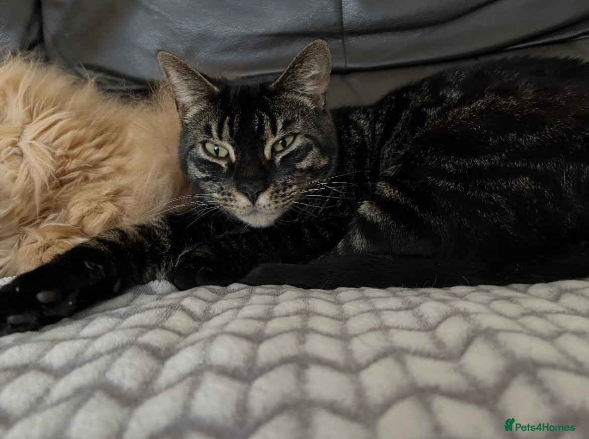 Mixed Breed cats 2yr Old Bengal Cross Female  - Advert 16