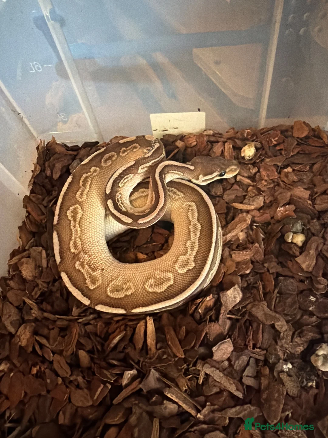 Python Snake reptiles for sale: Cinnamon lesser baby  - Advert 2