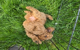 Toy Poodle dogs for sale: Fox Red poodle puppies  - Image 5