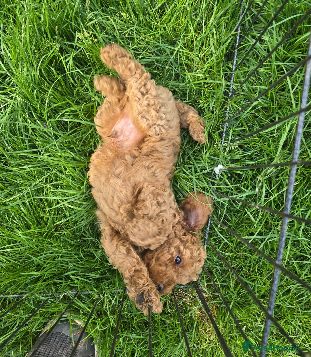 Toy Poodle dogs for sale: Fox Red poodle puppies  - Image 5