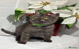 British Shorthair cats for sale: Adorable British shorthair kittens TICA - Image 9