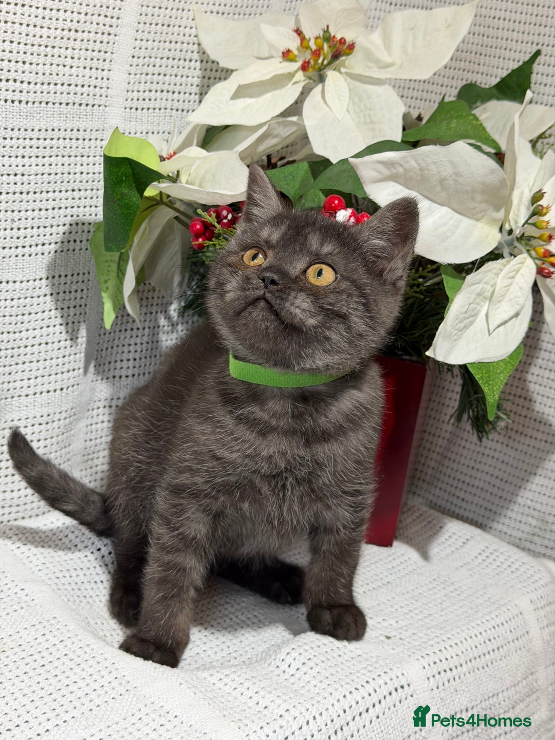 British Shorthair cats for sale: Adorable British shorthair kittens TICA - Image 9