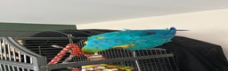 Macaws birds for sale: Macaw - Advert 5