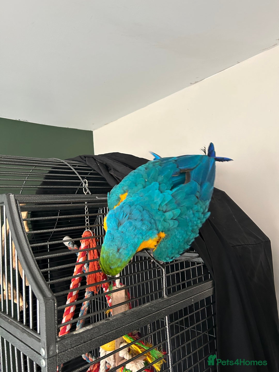 Macaws birds for sale: Macaw - Advert 5