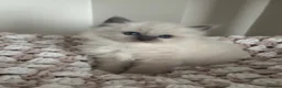 Ragdoll cats for sale: Gorgeous Blue  gccf kittens available 💜💜💜 - Advert 8