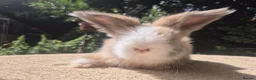 Angora rabbits for sale: 🩷 FULL FACE ANGORA BABIES- PARENTS FROM🇫🇷 - Advert 4