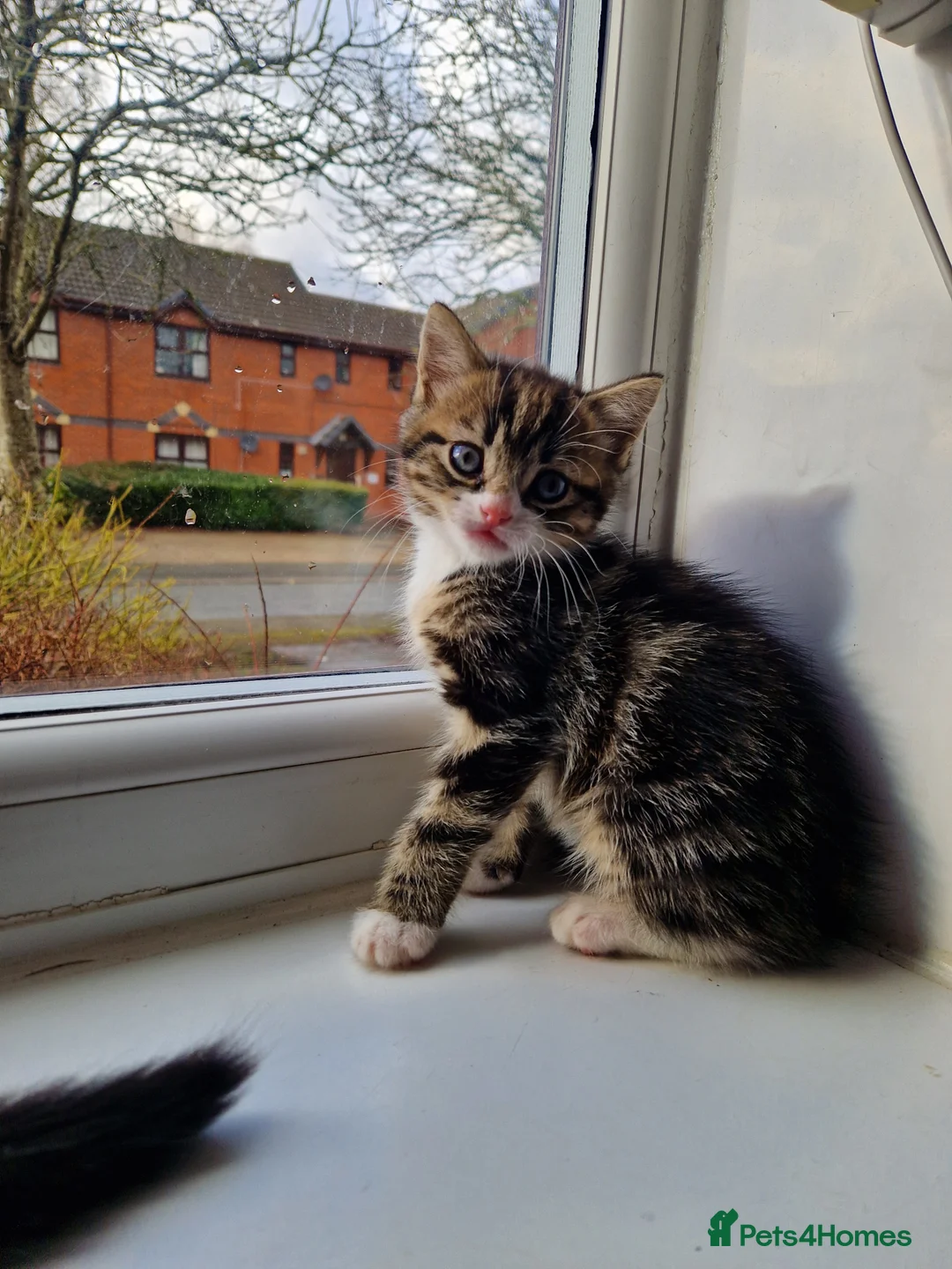Mixed Breed cats for sale: Two tabby beautiful kittens available Tuesday!  - Advert 2