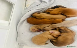 Miniature Dachshund dogs for sale: Ready to leave 🐾 beautiful long hair miniatures  - Image 15