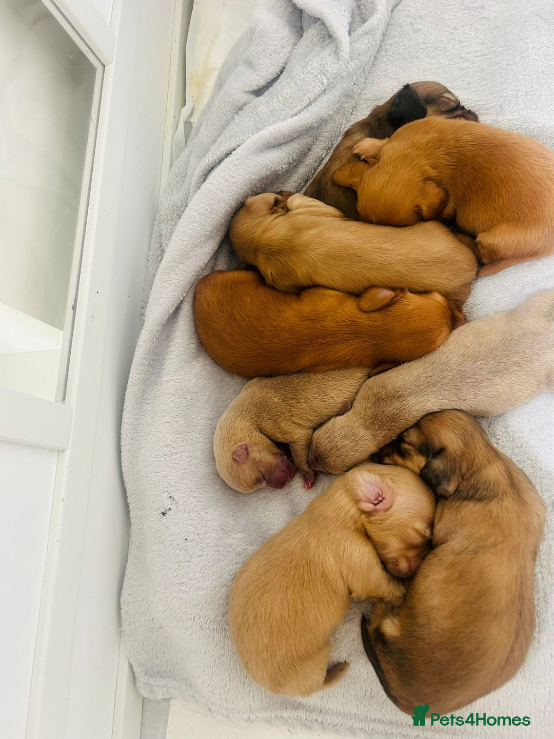 Miniature Dachshund dogs for sale: Ready to leave 🐾 beautiful long hair miniatures  - Image 15