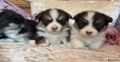 Welsh Corgi Pembroke dogs - Advert 16