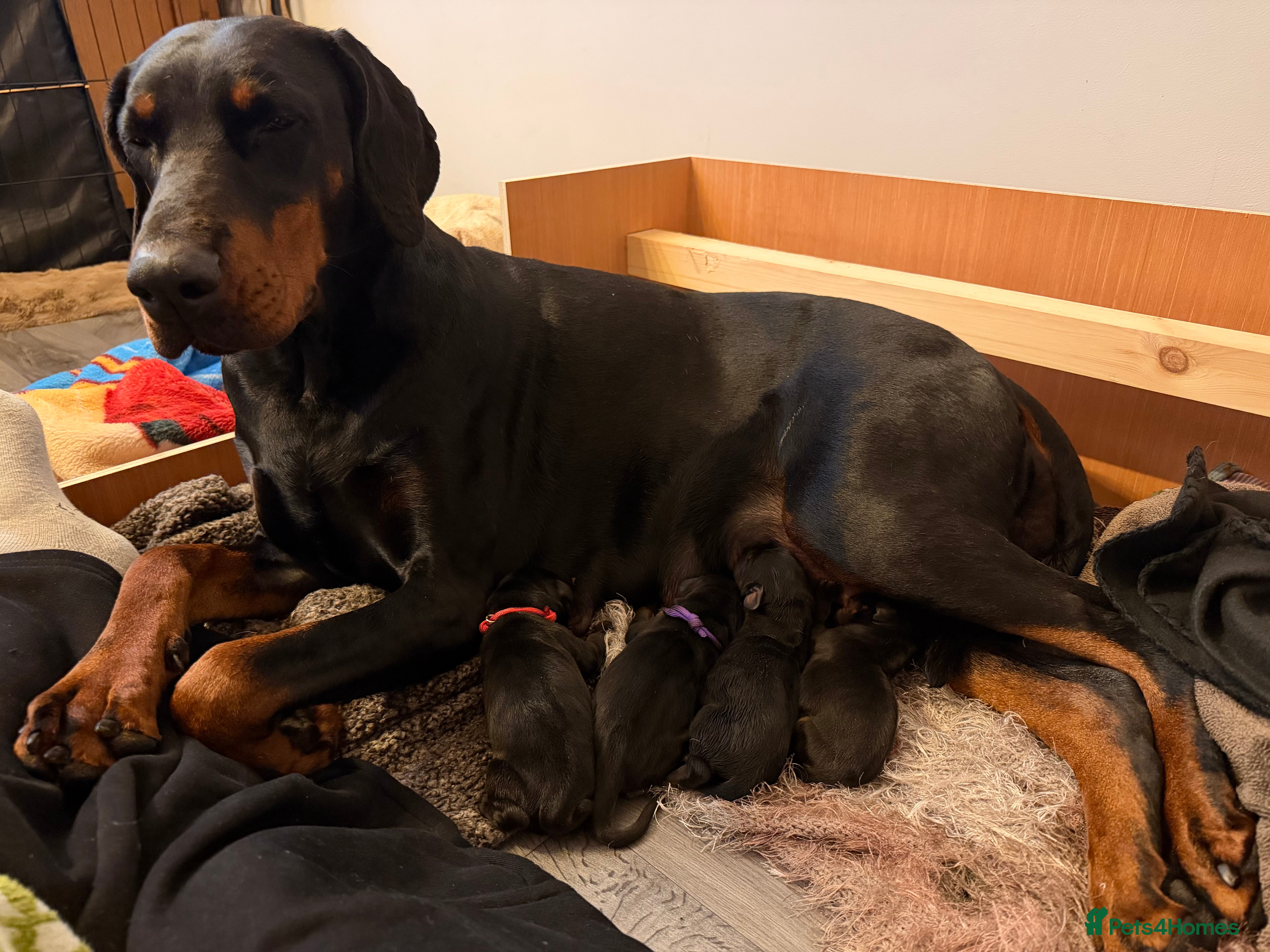 Dobermann dogs Ready to leave 6th of March  in Reading - Advert 9