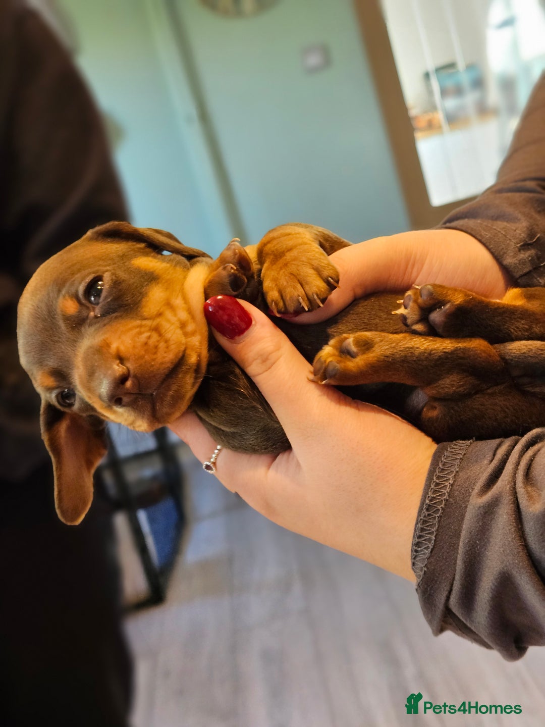 Miniature Dachshund dogs for sale: 4 male miniature dashund  - Advert 9