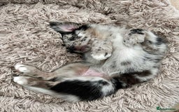 Australian Shepherd dogs for sale:  Australian Shepherd - Image 3