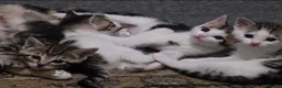 Mixed Breed cats for sale: Tabby kittens  - Advert 10
