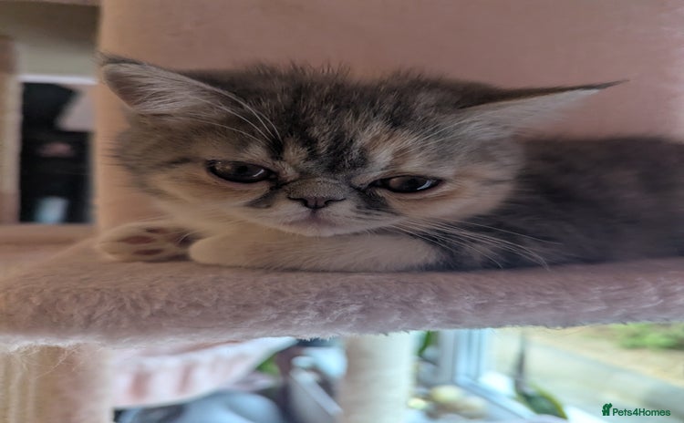 Exotic cats - Advert 2