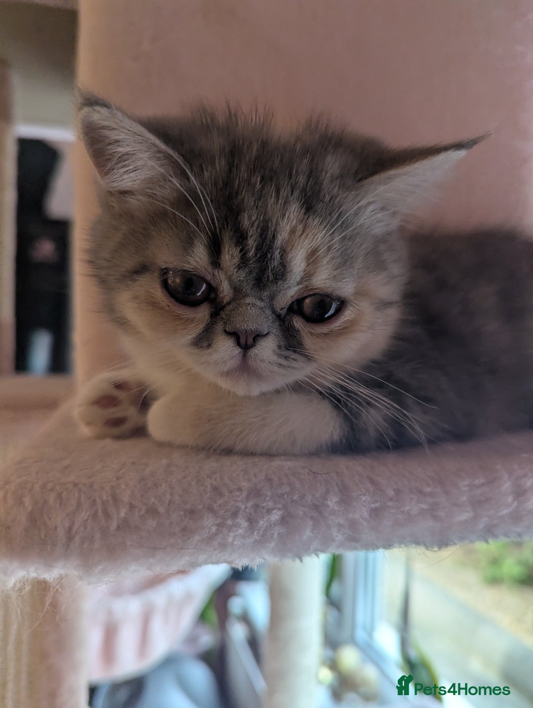 Exotic cats for sale: Beautiful exotic tourtie and white girl  - Image 1