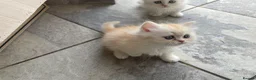 Persian cats for sale: Persian kittens in Rugby - Advert 38