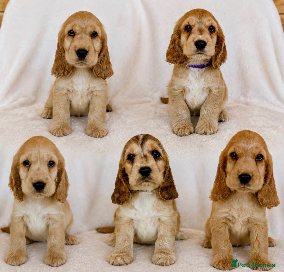 Cocker Spaniel dogs Adorable Show Cocker Spaniel puppies - Advert 1