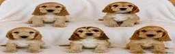 Cocker Spaniel dogs for sale: Adorable Show Cocker Spaniel puppies - Advert 1