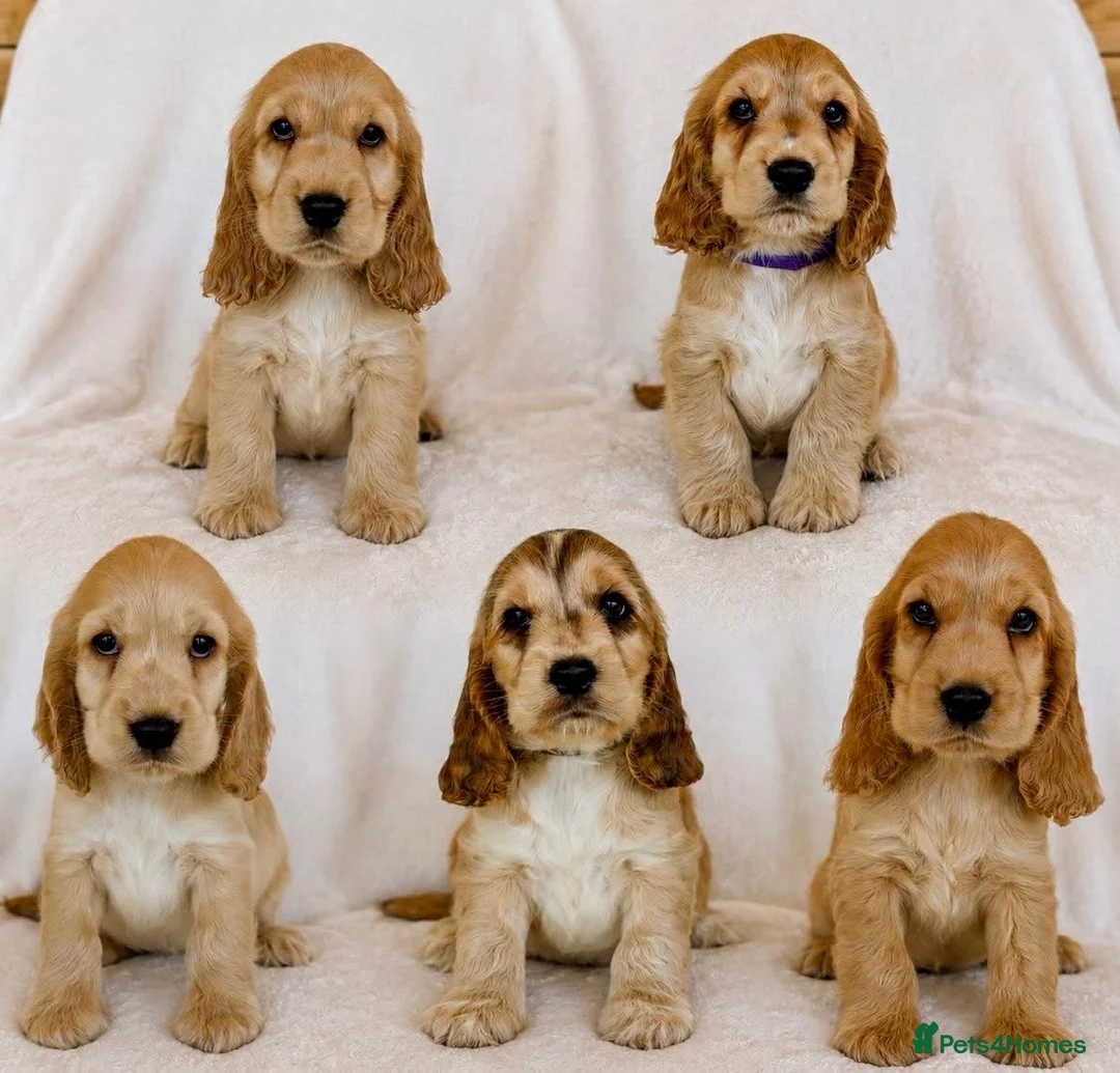 Cocker Spaniel dogs for sale: Adorable Show Cocker Spaniel puppies - Advert 1