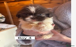 Shih Tzu dogs for sale: Four shih tzu boy puppy’s for sale. - Image 12