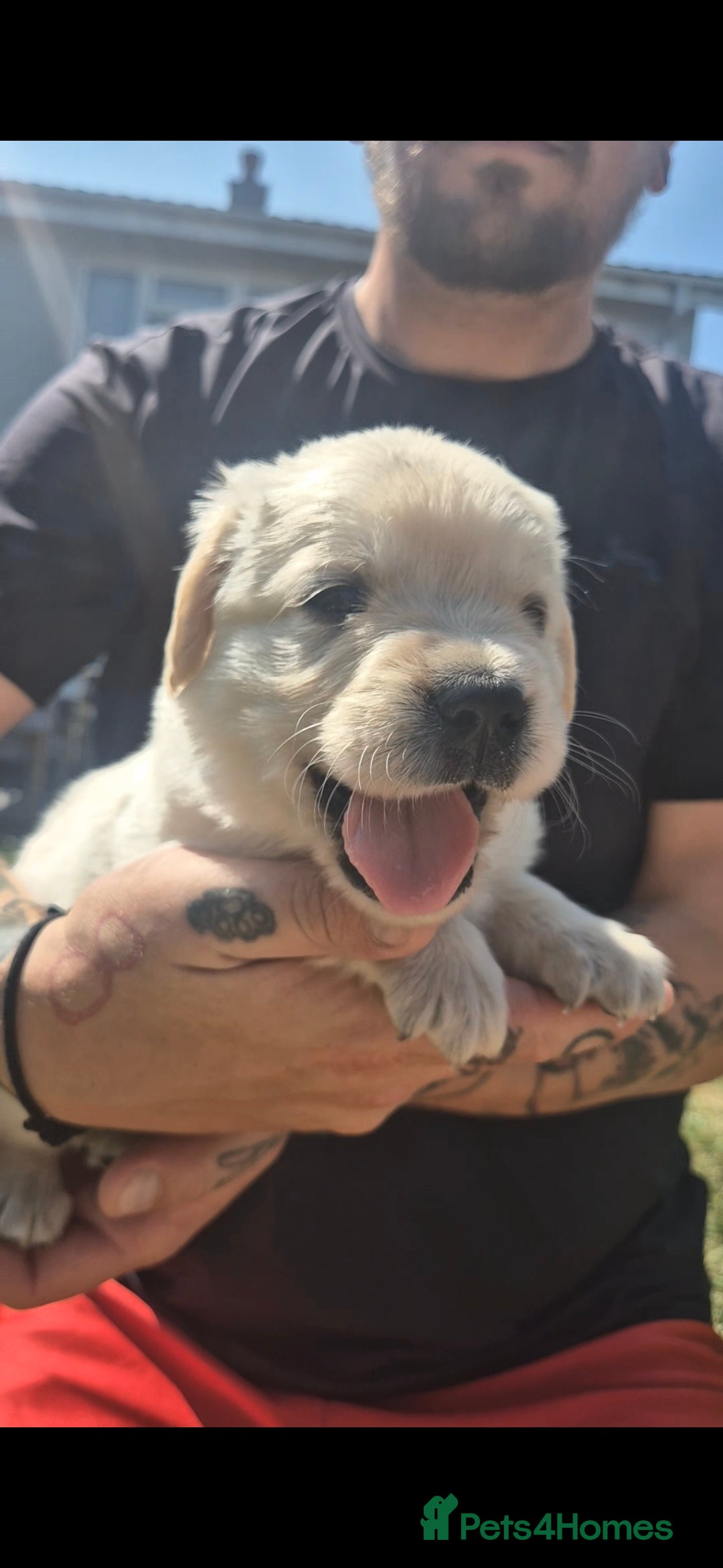 Golden Retriever dogs for sale: Beautiful golden retriever pupoies - Image 4