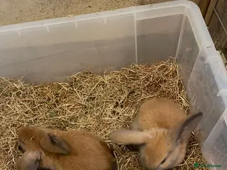 English Lop rabbits Gorgeos lop eared bunnies - Advert 5