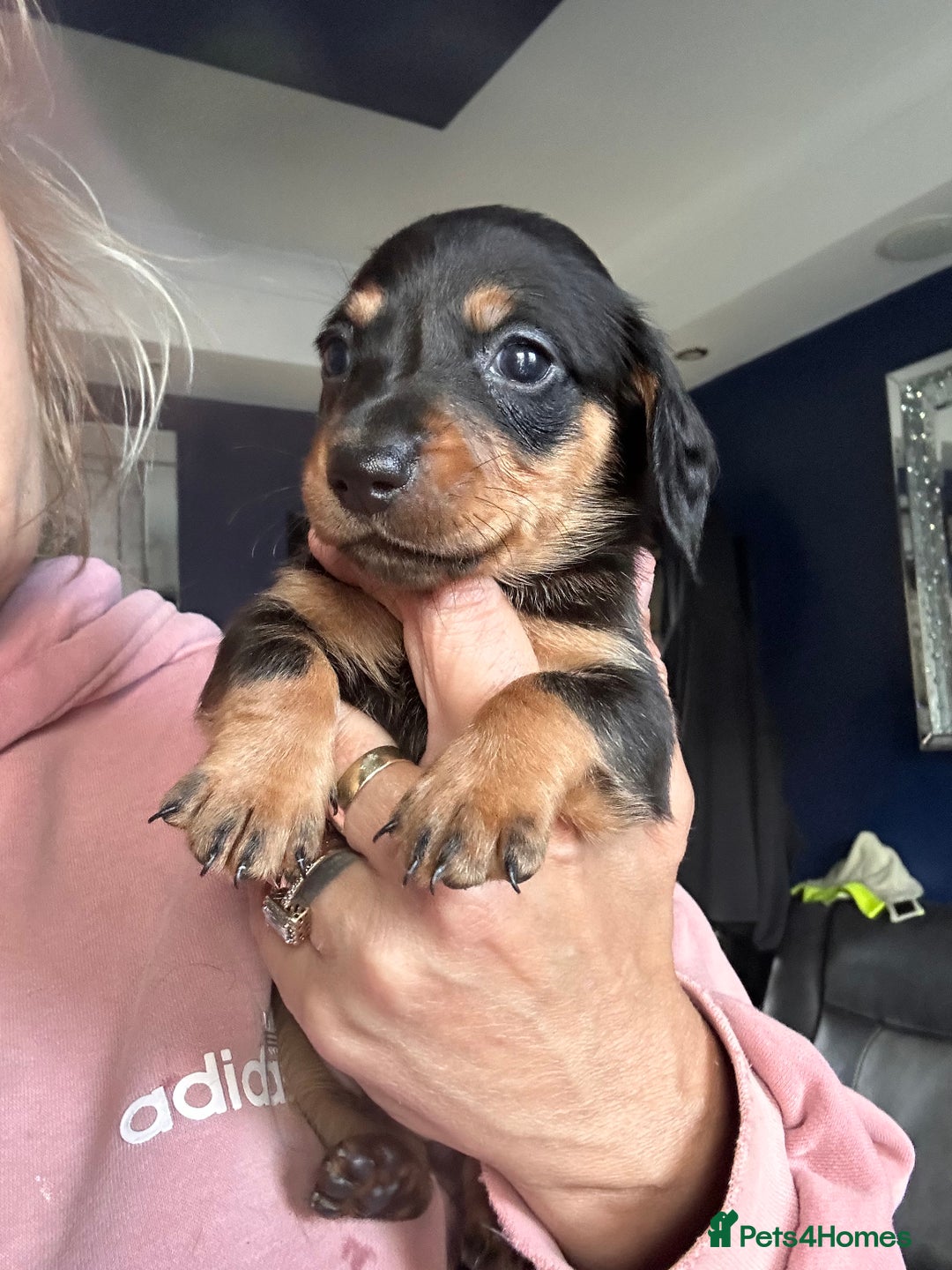 Dachshund dogs for sale: Dachshund pups looking for there forever homes in Newcastle upon Tyne - Image 1