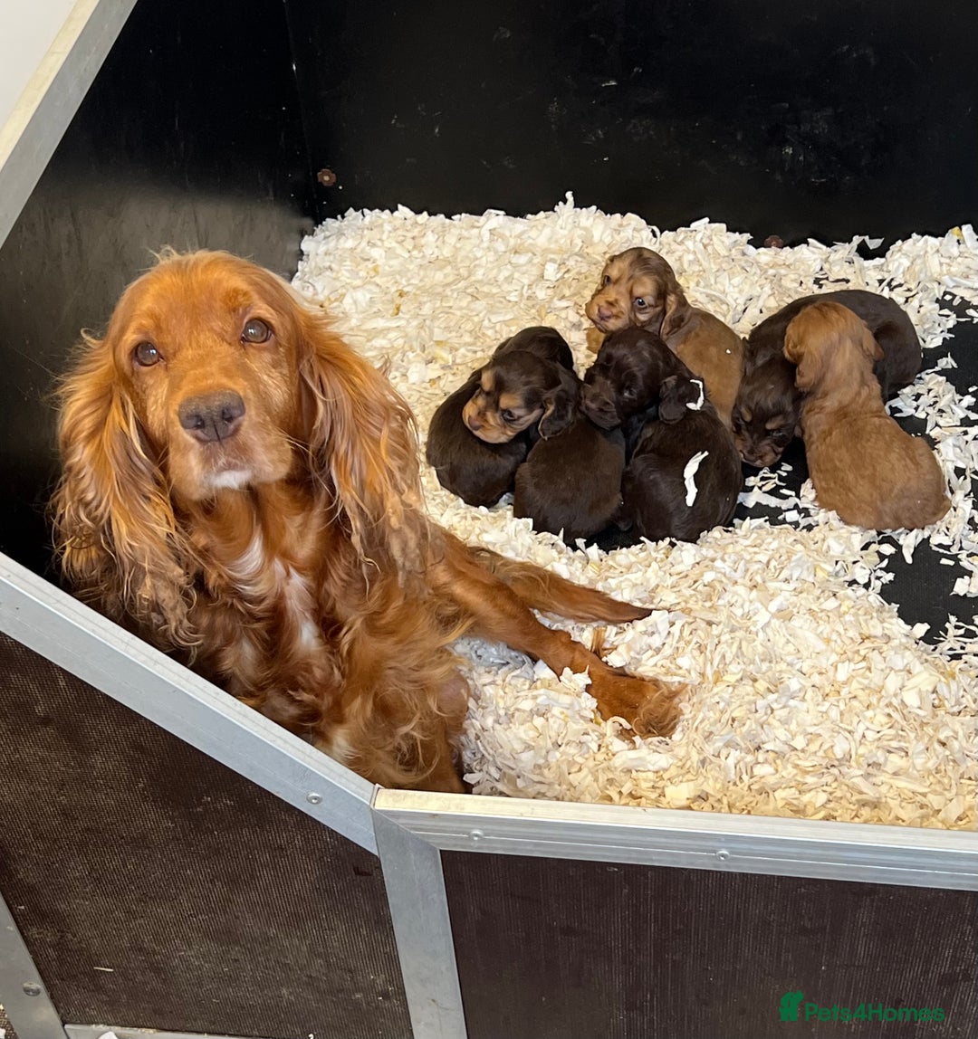 Cocker Spaniel dogs for sale: Beautiful KC English cocker spaniel pups - Image 2