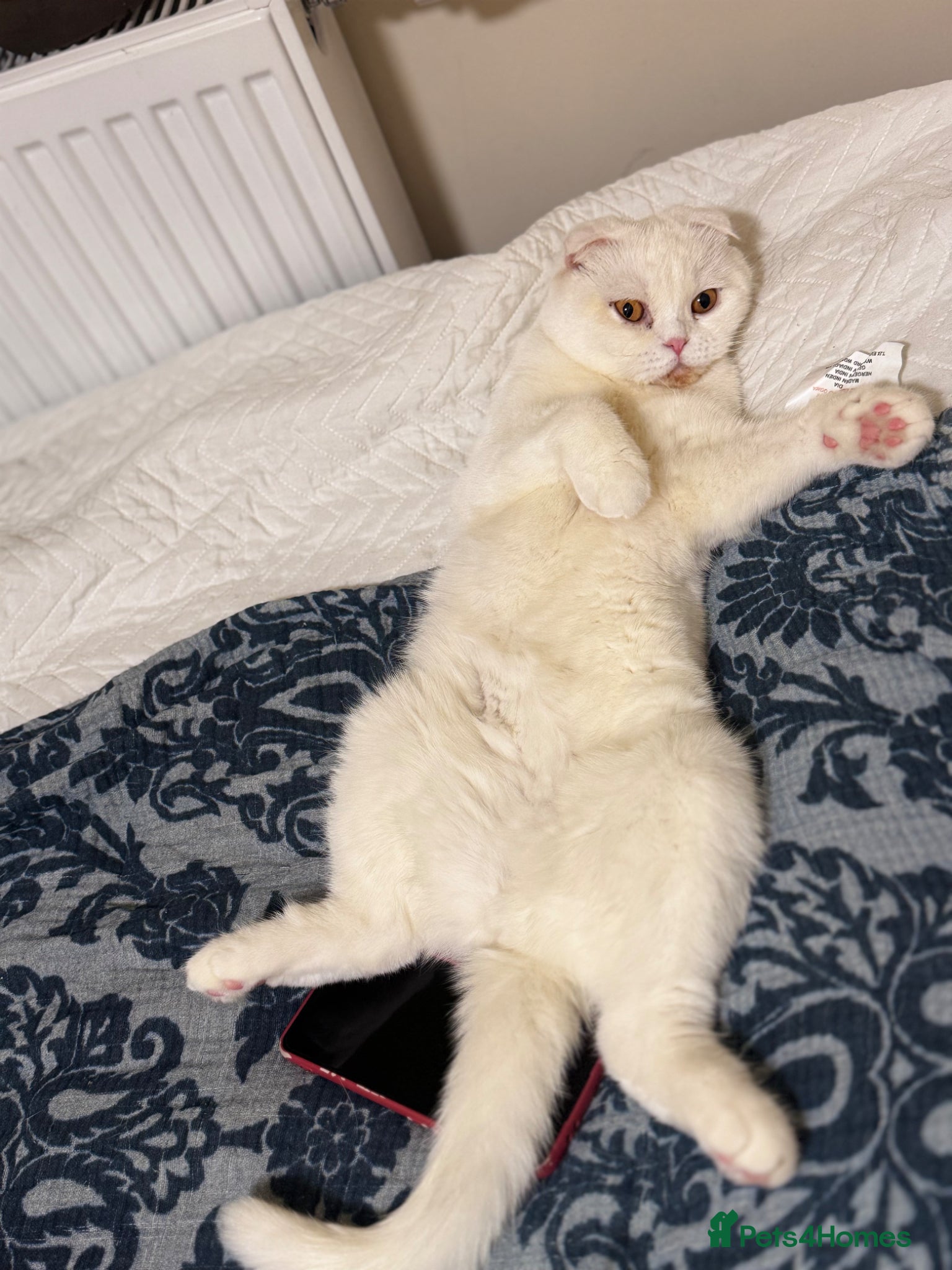 Scottish Fold cats Scottish Straights & Folds  - Advert 1
