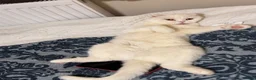 Scottish Fold cats for sale: Scottish Straights & Folds  - Advert 1