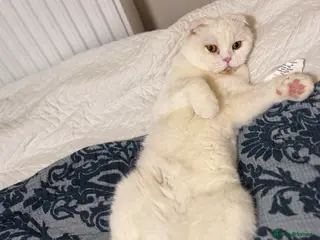 Scottish Fold cats Scottish Straights & Folds - Advert 1