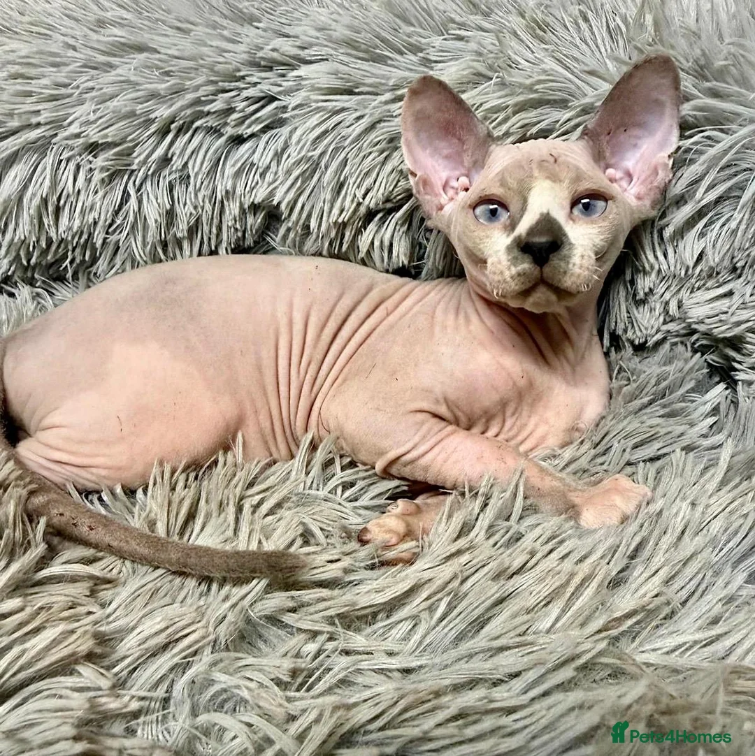 Sphynx cats for sale: TICA Reg Sphynx Kittens, Extensive Genetic Testing - Advert 1