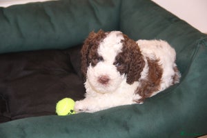 Mixed Breed dogs - Advert 7