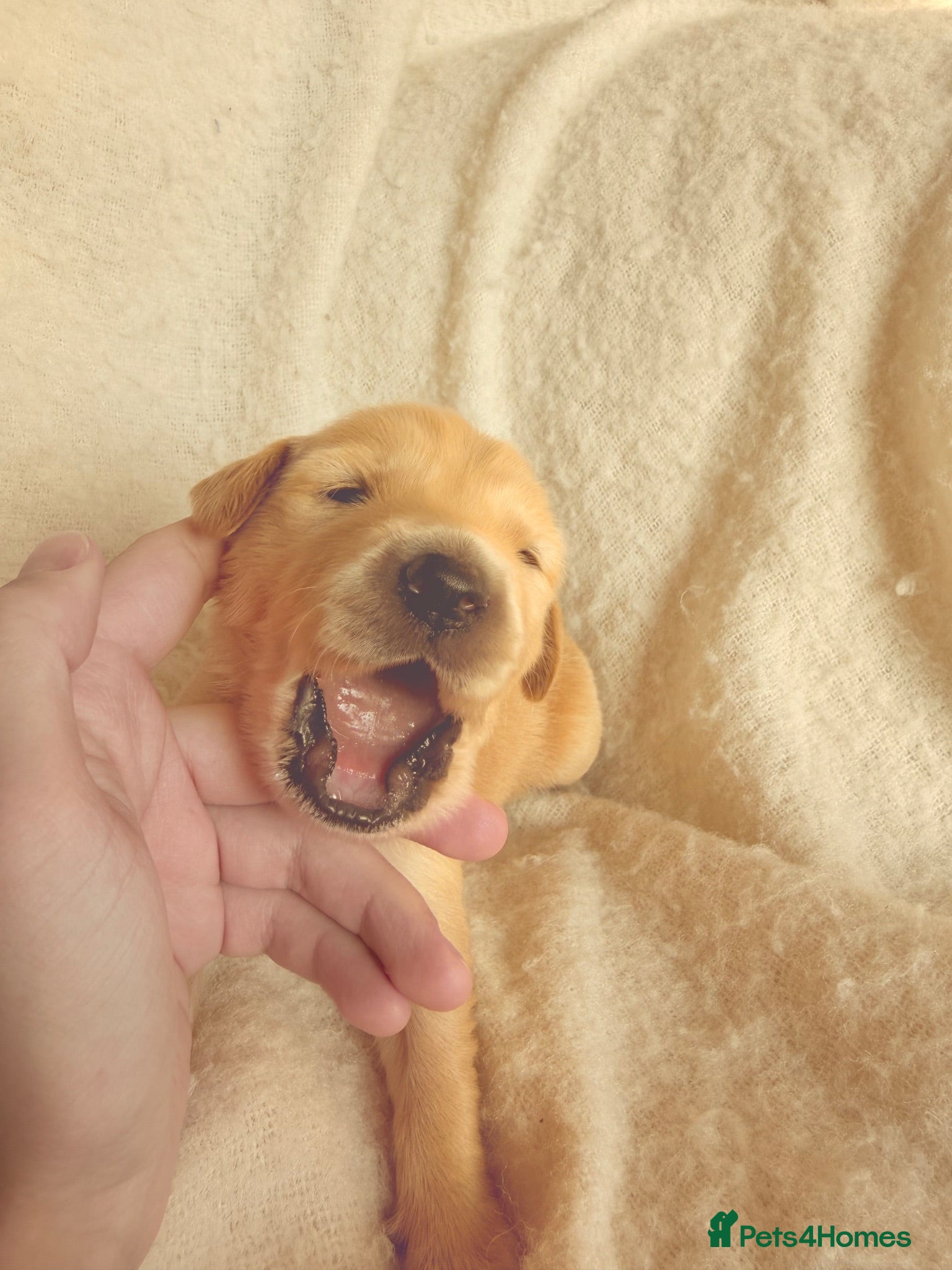 Golden Retriever dogs KC Registered Golden Retriever Puppies  - Advert 13