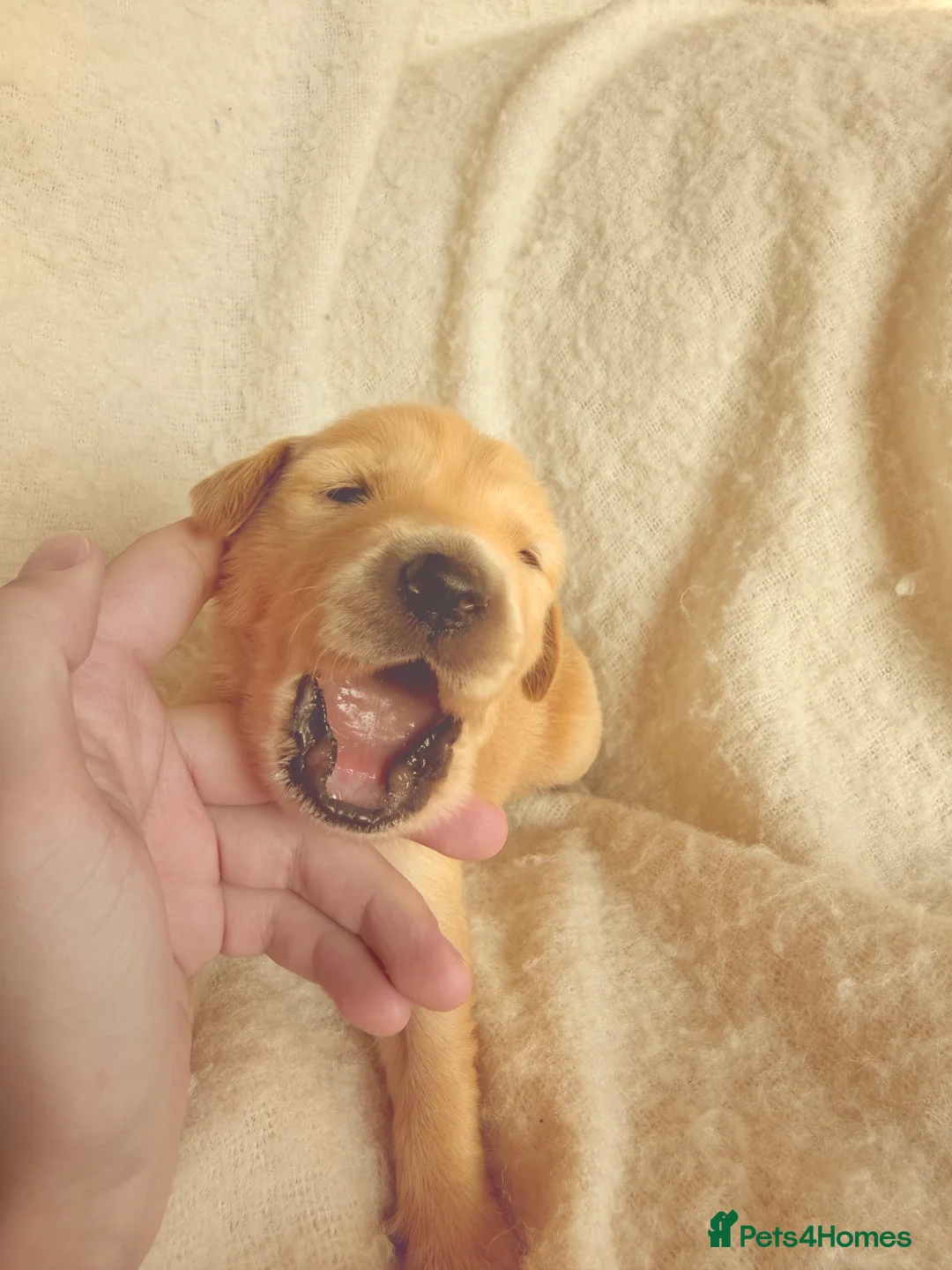 Golden Retriever dogs for sale: KC Registered Golden Retriever Puppies  - Advert 1