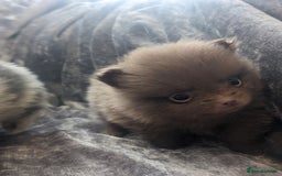 Pomeranian dogs for sale: Pomeranian puppies mixed colours  - Image 2