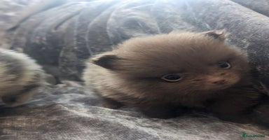 Pomeranian dogs - Advert 11
