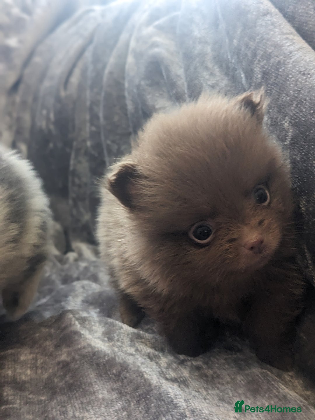 Pomeranian dogs for sale: Pomeranian puppies mixed colours  - Image 2
