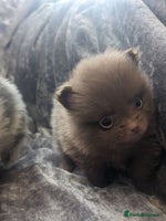 Pomeranian dogs - Advert 6