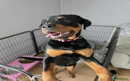 Rottweiler dogs for sale: Rottweiler female 6months - Image 2