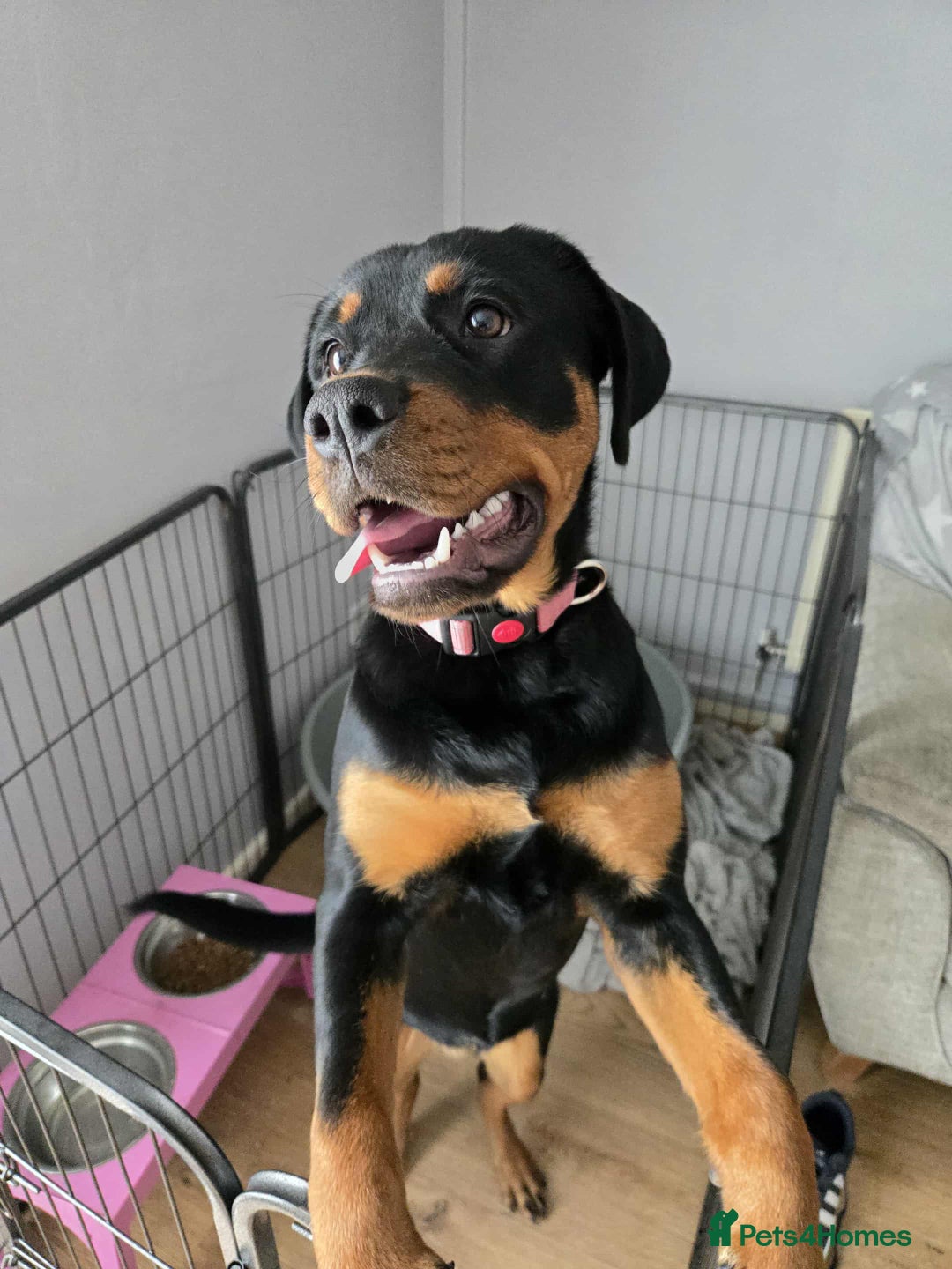 Rottweiler dogs for sale: Rottweiler female 6months - Image 2