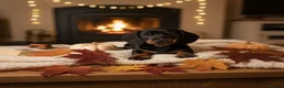 Miniature Dachshund dogs for sale: Reduced💜KC pedigree Mini Dachshund puppies - Advert 4