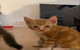 Mixed Breed cats for sale: Gorgeous Kittens - Image 9