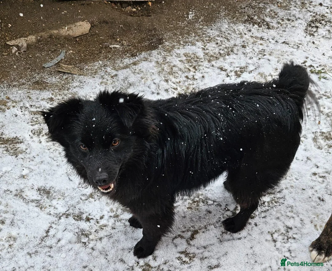 Mixed Breed dogs for adoption: 💙MARTINEL💙 - a Beautiful Soul for a Loving Home - Advert 3