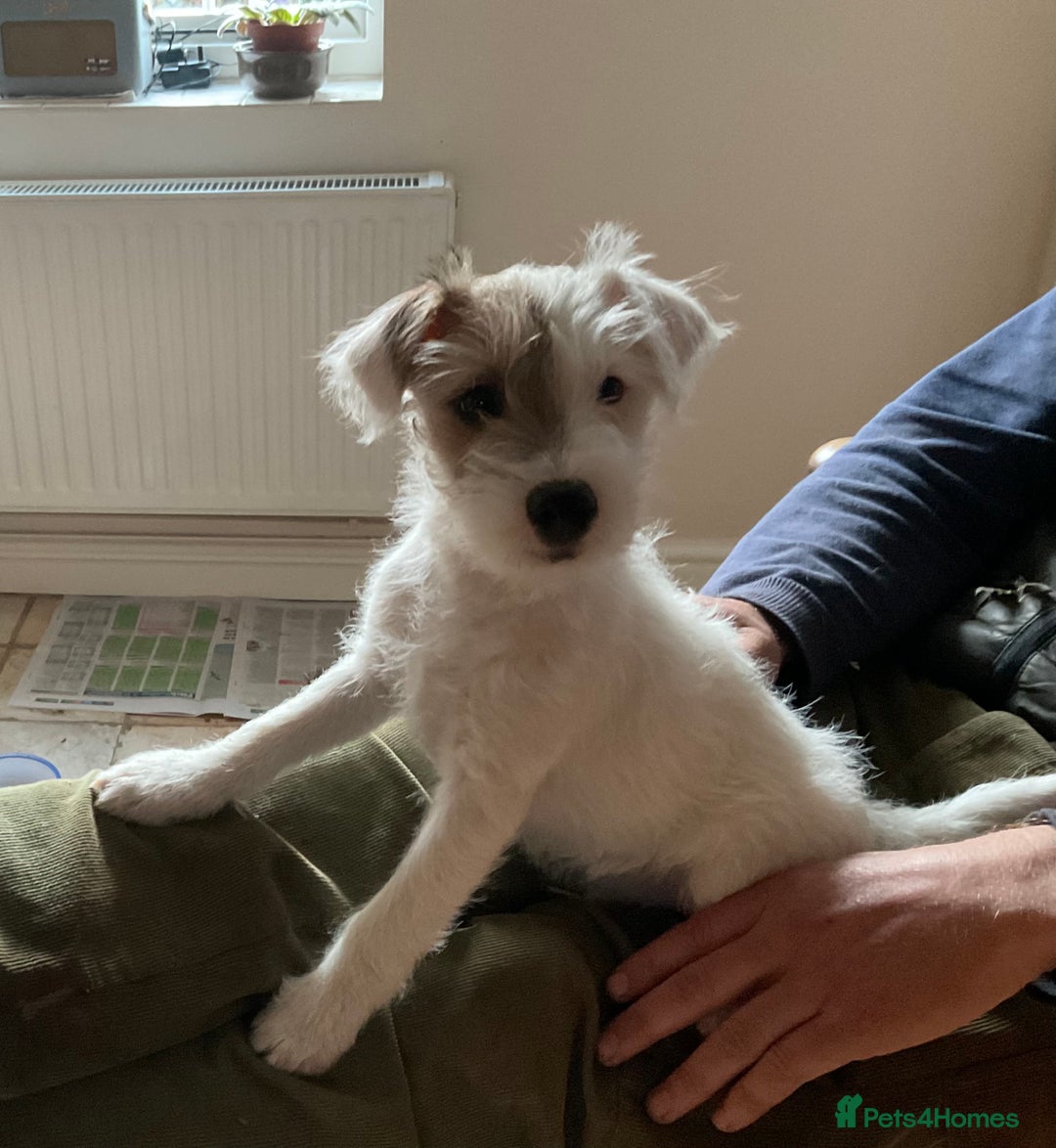 Parson Russell dogs for sale: Gorgeous Parson Russell Boy Puppy - Advert 10